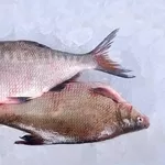 Рыба свежая речная опт.