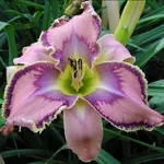 Цитокининовая паста 1.5мл