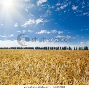 реализуем семена озимых-рапса, ячменя, пшеницы