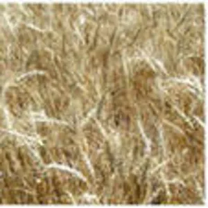 семена пшеницы,  рапс 