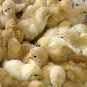 Инкубация яиц,  продажа цыплят,  утят,  гусят.