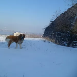 Охранная порода Московская сторожевая