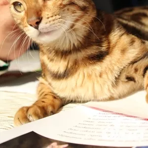 Шикарный бенгальский котенок 
