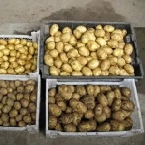 Продам картофель и лук оптом от производителя,  урожай 2013-14 очень со