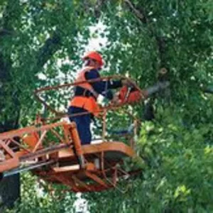 корчевание деревьев , пней и спил деревьев