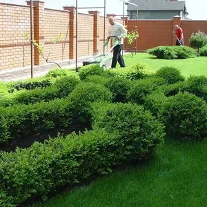 Хотите сад и газон лучше и красивее соседского?