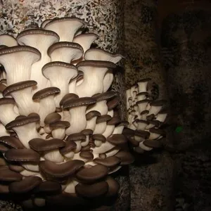 мицелий грибов вешенка в Одессу