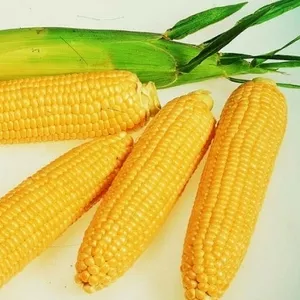 Кукуруза сахарная (семена)