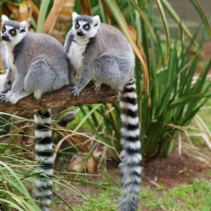 Кошачий лемур (лат. Lemur catta)