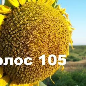 Соняшникове насіння Карлос105 (105дн. вегитації)