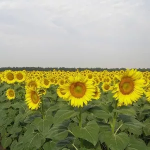 Насіння гібридів соняшника.