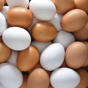 Недорого красивые белые куриные яйца категории c-0 и с-1
