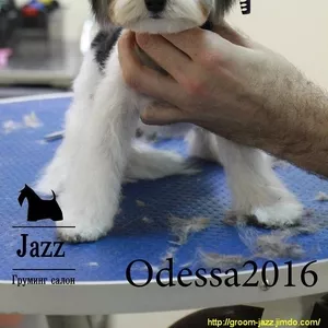Стрижка собак в Одессе. Груминг салон Джаз.