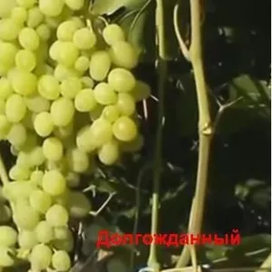 Предлагаю к реализации посадочный материал винограда