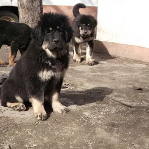 Предлагаем на продажу чистокровных щенков тибетского мастифа