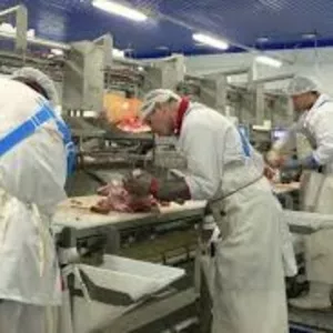 Работа для мужчин в Польше на мясокомбинате