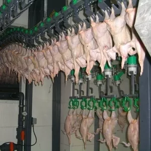 мясник,  работник куриного мясокомбината(Польша)