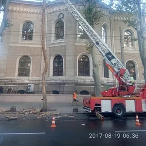 Профессиональная обрезка деревьев. Снос,  валка,  удаление деревьев, пней