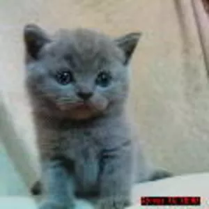 Продается голубой шотландский котенок