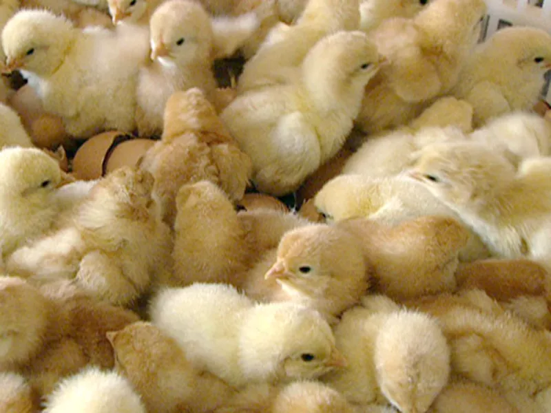 Инкубация яиц,  продажа цыплят,  утят,  гусят.
