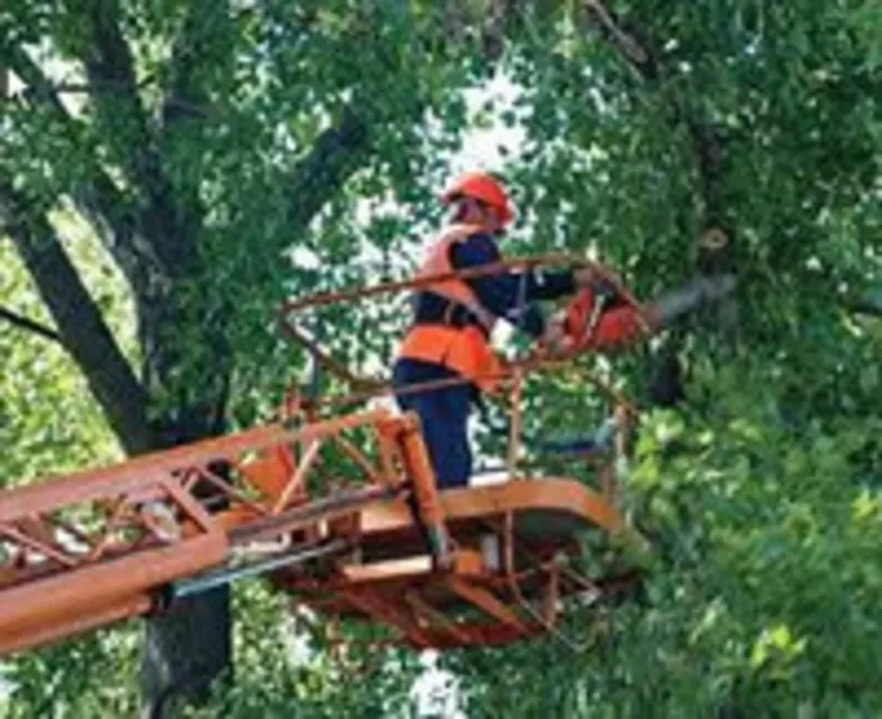 корчевание деревьев , пней и спил деревьев