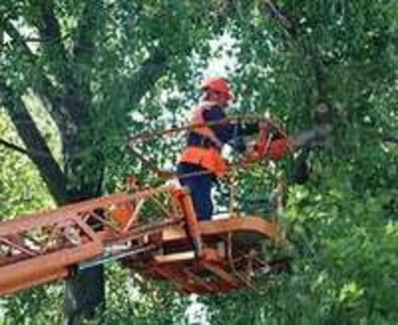 Корчевание деревьев , пней и спил-распил