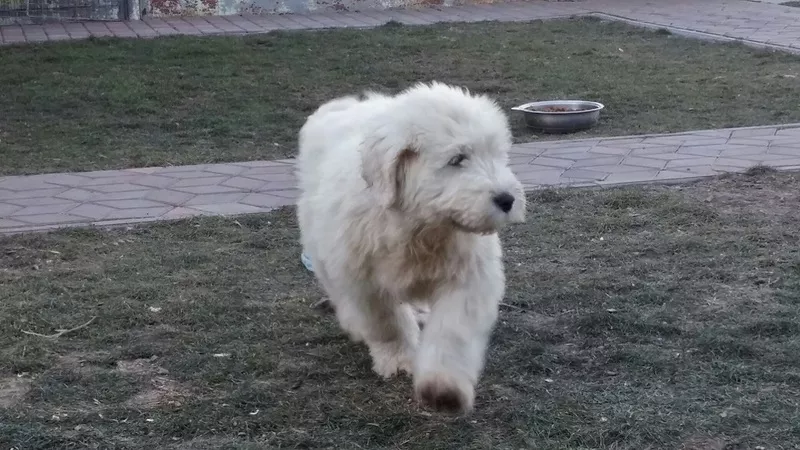 Южнорусская овчарка щенок 3 мес 2