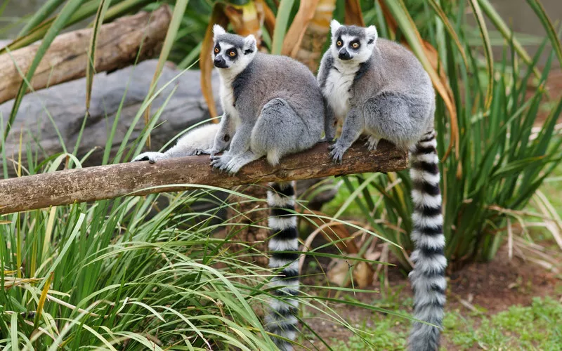 Кошачий лемур (лат. Lemur catta)