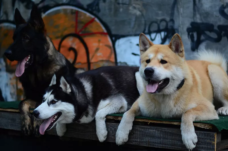 Дрессировочный центр SMART-DOG Одесса Гостиница для собак Дрессировка 4