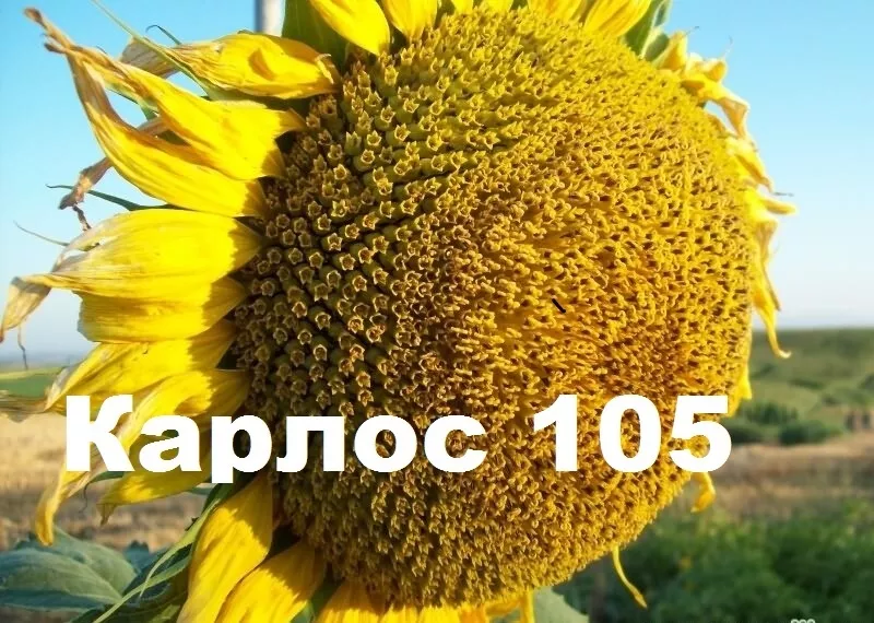 Соняшникове насіння Карлос105 (105дн. вегитації)