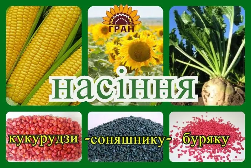 НВФ «ГРАН» пропонує насіння гібриду кукурудзи ВН 63