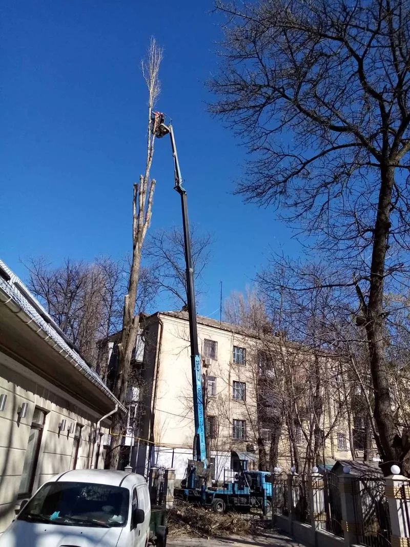 Спилим обрежем деревья,  удалим поросли 4
