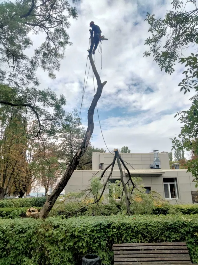  Спил дерева,  покос травы ,  расчистка участков вывоз мусора 2