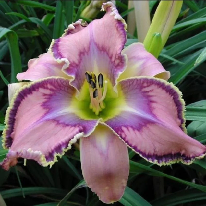 Цитокининовая паста 1.5мл