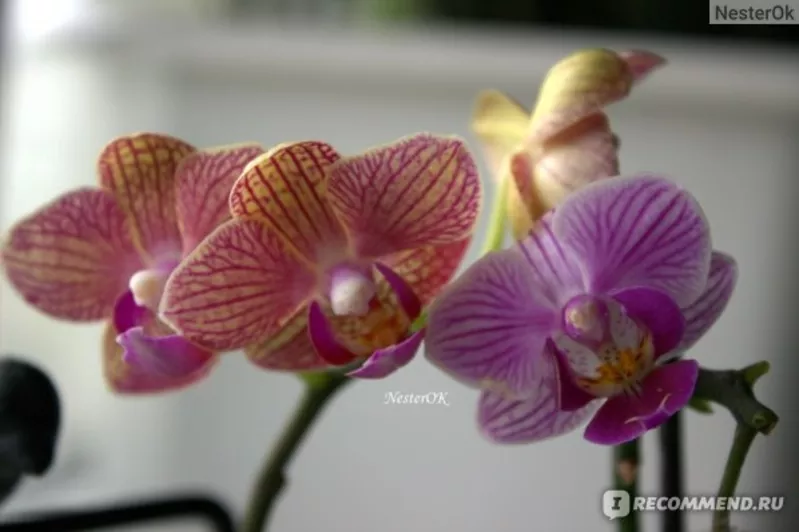 Цитокининовая паста 1.5мл 2