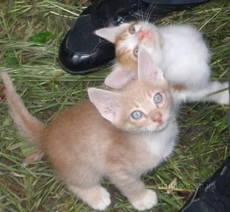 СРОЧНО ОТДАМ В ХОРОШИЕ РУКИ КОТЯТ!!!!