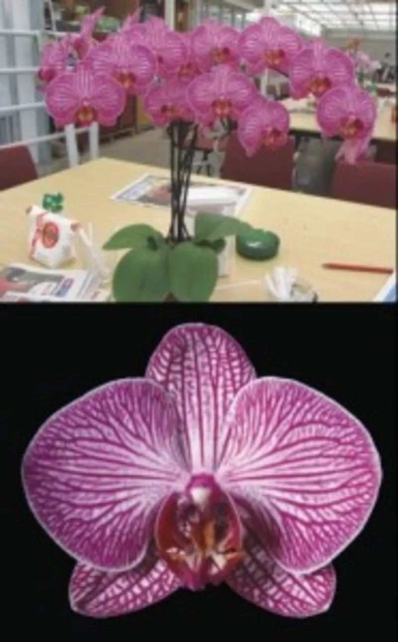 Продам орхидеи,  хойи,  плюмерии,  адениумы,  сингонеум,  драцену 5
